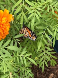 Kindergarten Trip to the Arboretum