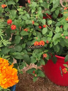 Kindergarten Trip to the Arboretum