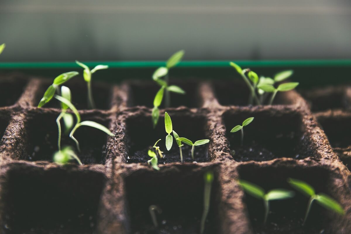 Why Is Seed Germination an Excellent Hands-On Activity - Flagstaff Montessori Westside Campus